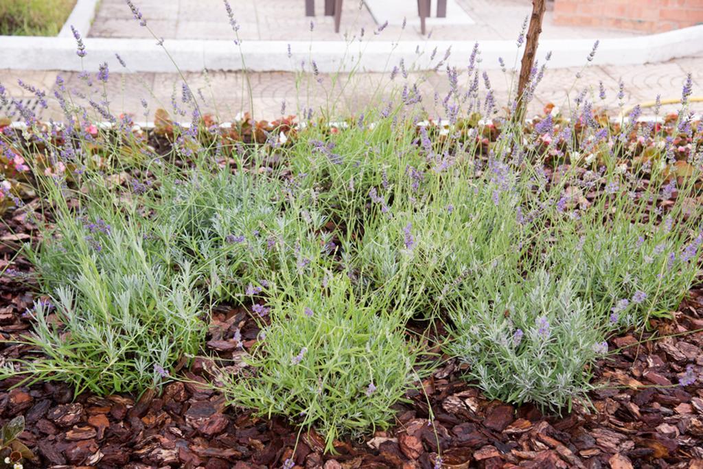 Garden On The Sea Bed & Breakfast Vico Equense Exterior foto